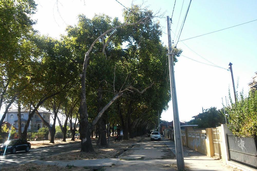 Avenida Urmeneta de Limache cambiará su rostro con hermoseamiento de árboles  - Epicentro Chile