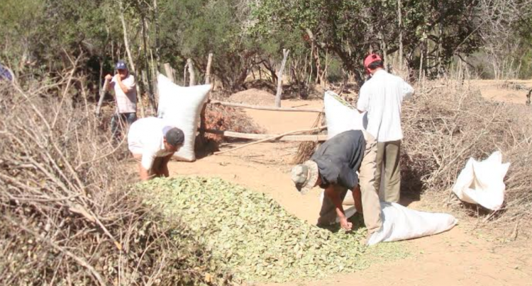 Conaf Abrió Período De Postulación A Bonificaciones De Ley De Bosque ...