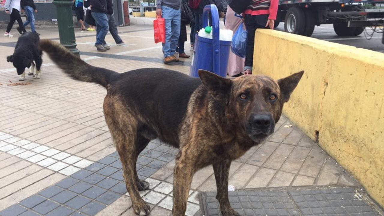 Ciudadana China Vive Verdadero Drama Luego De Ser Acusada De Faenar Perros Callejeros En Cartagena Epicentro Chile